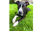 Adopt Clarissa a Black Retriever (Unknown Type) / Mixed dog in Baton Rouge