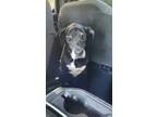 Adopt Aldo a Black Labrador Retriever / Mixed dog in Chiefland, FL (31048871)