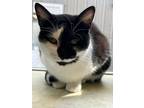 Adopt Holly Ringwald a All Black Domestic Shorthair / Domestic Shorthair / Mixed