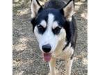 Adopt Sheba a Black Husky / Mixed dog in Kaufman, TX (35173677)