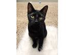 Adopt Senna a All Black Domestic Shorthair (short coat) cat in Great Falls