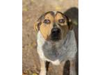 Adopt Jax a Red/Golden/Orange/Chestnut Australian Cattle Dog / Mixed dog in