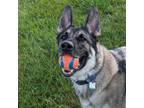 Adopt Dexter a Tan/Yellow/Fawn - with Black German Shepherd Dog / Mixed dog in