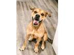 Adopt Aaron a Tan/Yellow/Fawn Boxer / Belgian Malinois / Mixed dog in Rossville