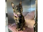 Adopt Parrot a Tortoiseshell Domestic Shorthair / Mixed cat in Los Angeles