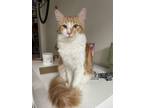 Adopt Phoebe a Orange or Red Domestic Longhair / Mixed (medium coat) cat in Los