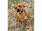 Adopt Bluebonnet a Red/Golden/Orange/Chestnut Boxer / Mastiff / Mixed dog in