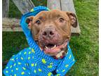 Adopt Luke a Brown/Chocolate American Pit Bull Terrier / Mixed dog in Euclid