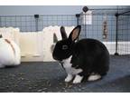 Adopt Walley a Black Mini Rex / Mixed rabbit in Aurora, IL (35542938)