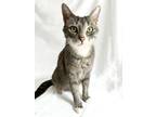 Adopt Friday a Gray, Blue or Silver Tabby Domestic Shorthair (short coat) cat in