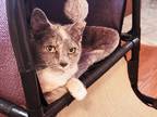 Adopt Bitsy a Calico or Dilute Calico Domestic Shorthair (short coat) cat in