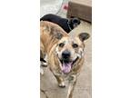 Adopt Silly Milly a Brindle - with White Dutch Shepherd / Pit Bull Terrier /