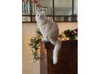 Adopt Simon a Orange or Red Domestic Mediumhair (medium coat) cat in Temecula