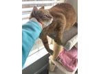 Adopt Beans a Orange or Red Tabby Hemingway/Polydactyl (short coat) cat in