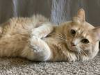 Adopt Sunny a Orange or Red Domestic Mediumhair (medium coat) cat in Temecula
