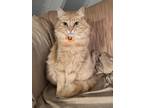Adopt Eli a Orange or Red Tabby Domestic Mediumhair (medium coat) cat in