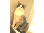 Adopt Vera a Calico or Dilute Calico Calico (short coat) cat in Mission Viejo