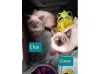 Adopt Clove a Cream or Ivory Siamese / Domestic Shorthair / Mixed cat in