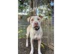 Adopt Sammy a Tan/Yellow/Fawn - with White American Pit Bull Terrier / Mixed dog