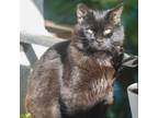 Adopt Umbreon a All Black Domestic Shorthair / Mixed cat in Fresno