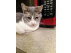 Adopt Mama a Calico or Dilute Calico American Shorthair (short coat) cat in