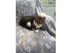 Adopt Lucy a Brown Tabby Domestic Shorthair (short coat) cat in Wading River