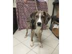 Adopt Remmi a Merle Catahoula Leopard Dog / Mixed dog in Middletown