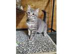 Adopt Denim a Gray, Blue or Silver Tabby Domestic Shorthair (short coat) cat in