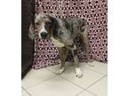 Adopt Ruger a Merle Catahoula Leopard Dog / Mixed dog in Middletown