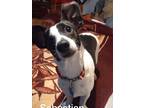 Adopt Sebastian a Black - with White Mixed Breed (Small) / Mixed dog in San