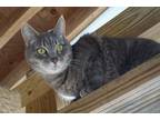 Adopt Maxine a Calico or Dilute Calico American Shorthair (short coat) cat in
