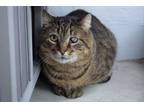 Adopt Mojito a Brown Tabby Domestic Shorthair (short coat) cat in New Milford