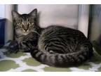 Adopt Bodhi a Brown Tabby American Shorthair (short coat) cat in New Milford