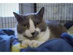 Adopt PJ a Gray or Blue (Mostly) American Shorthair (short coat) cat in New