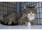 Adopt Atticus a Brown Tabby American Shorthair (short coat) cat in New Milford