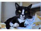 Adopt Emmet a Black & White or Tuxedo American Shorthair (short coat) cat in New