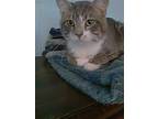 Adopt Teddy a Gray, Blue or Silver Tabby Domestic Shorthair (short coat) cat in