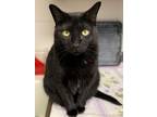 Adopt Daisy a All Black American Shorthair (short coat) cat in New Milford