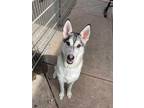 Adopt Wolfgang a Black - with White Siberian Husky / Mixed dog in Benicia