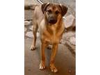 Adopt James a Tan/Yellow/Fawn Hound (Unknown Type) / Mixed Breed (Medium) dog in