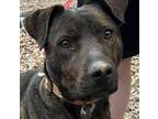 Adopt Zeus a Brown/Chocolate - with Black American Staffordshire Terrier / Mixed