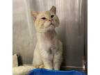Adopt Geoffrey a Orange or Red Siamese / Mixed cat in Los Angeles, CA (37913641)