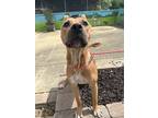 Adopt Skeeter a Tan/Yellow/Fawn American Pit Bull Terrier / Mixed dog in Newport