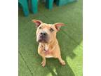 Adopt Honey a Tan/Yellow/Fawn - with White Pit Bull Terrier / Mixed dog in