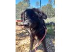Adopt Rocko a Black Australian Shepherd / Mixed dog in Lakeside, AZ (37929014)