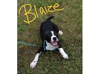 Adopt Blaize a Black - with White Labrador Retriever / Mixed dog in Lebanon
