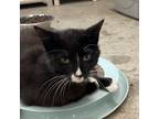 Adopt Snap a All Black Domestic Shorthair / Mixed cat in Spanish Fork