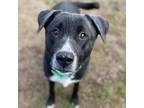 Adopt Tucker a Black Labrador Retriever / Mixed dog in Warrensburg