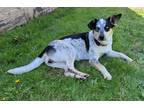 Adopt Veila a White Australian Cattle Dog / Beagle / Mixed (short coat) dog in