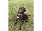 Adopt Delilah a Black Labrador Retriever / Mixed dog in Fairfax, VA (37838995)